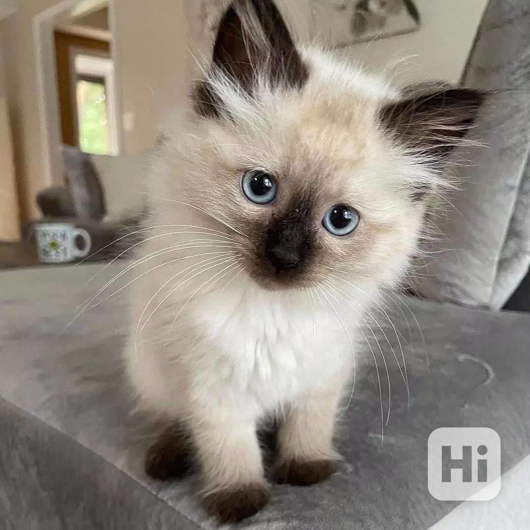  Zdarma  dárek Kotátko Ragdoll k adopci zdarma  - foto 1