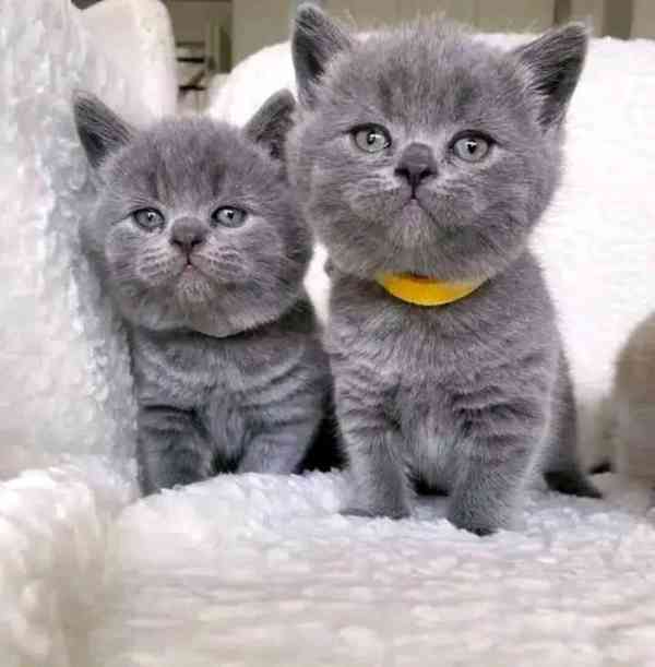 Dárek Britské krátkosrsté kote k adopci zdarma   - foto 1