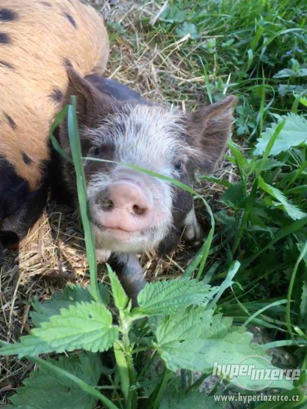 prodám čistokrevná prasátka Kune Kune - foto 4