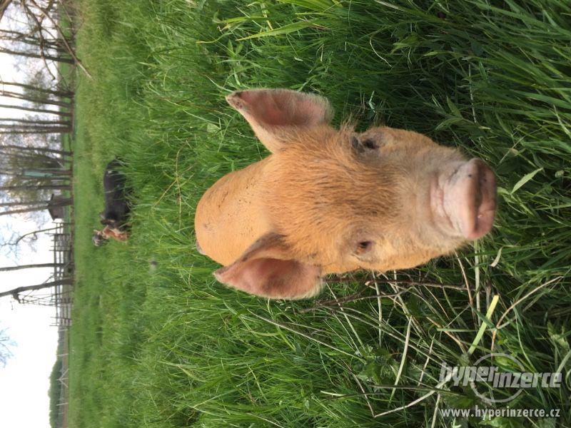 prodám čistokrevná prasátka Kune Kune - foto 10