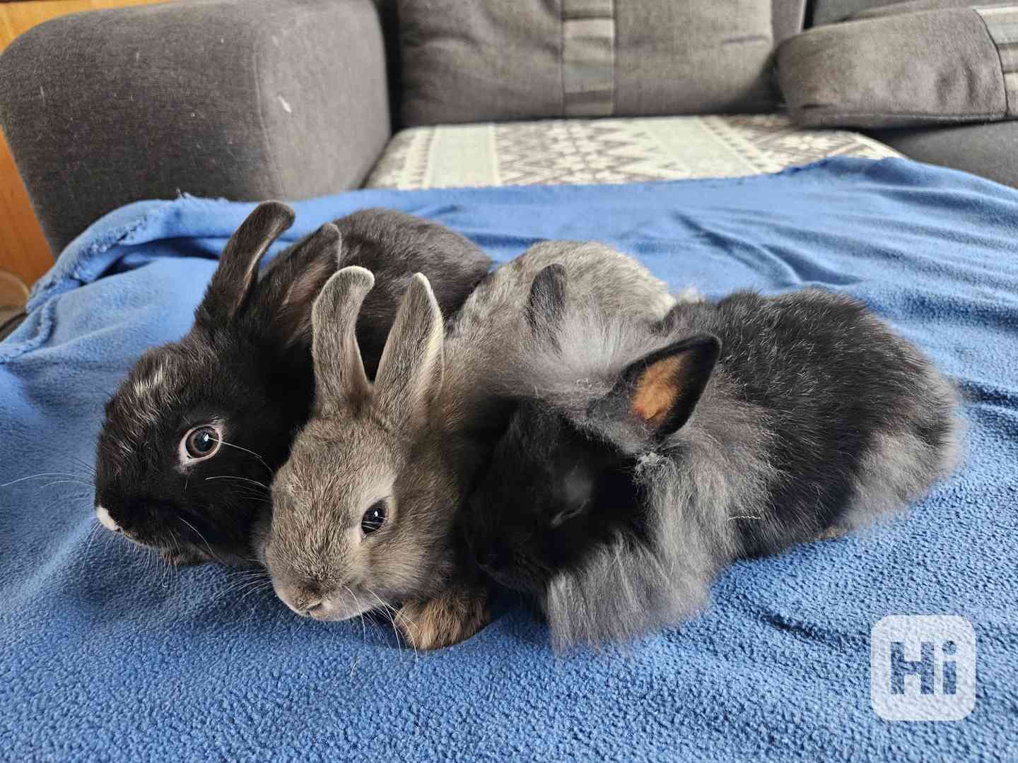 Zakrslý králíček  - foto 1