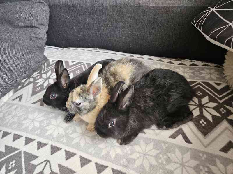 Zakrslý králíček  - foto 6