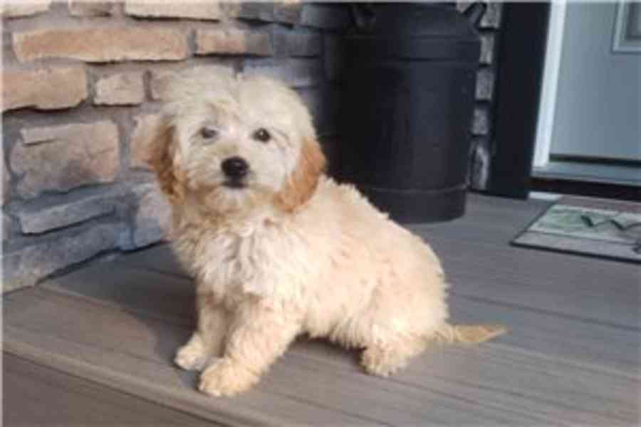 Krásná štěňata Goldendoodle, pejsek a fenka, k adopci. Krásn - foto 1