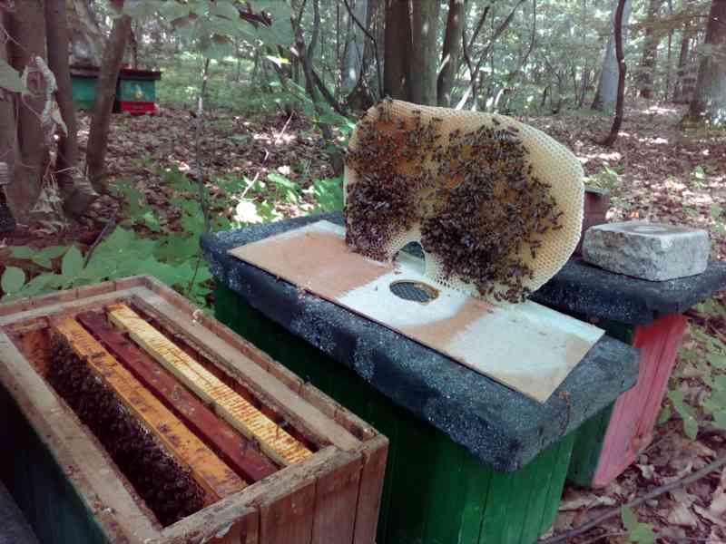 Včelí med - foto 4