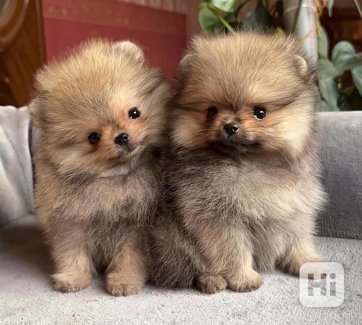 K dispozici Pomeranian - foto 1