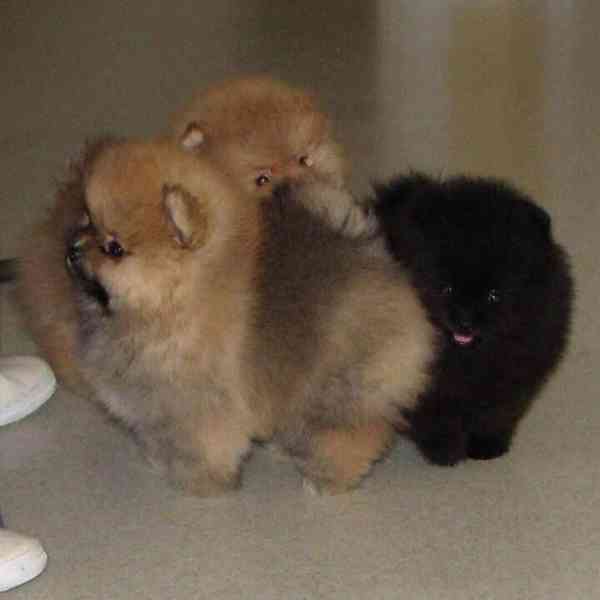 K dispozici Pomeranian - foto 2