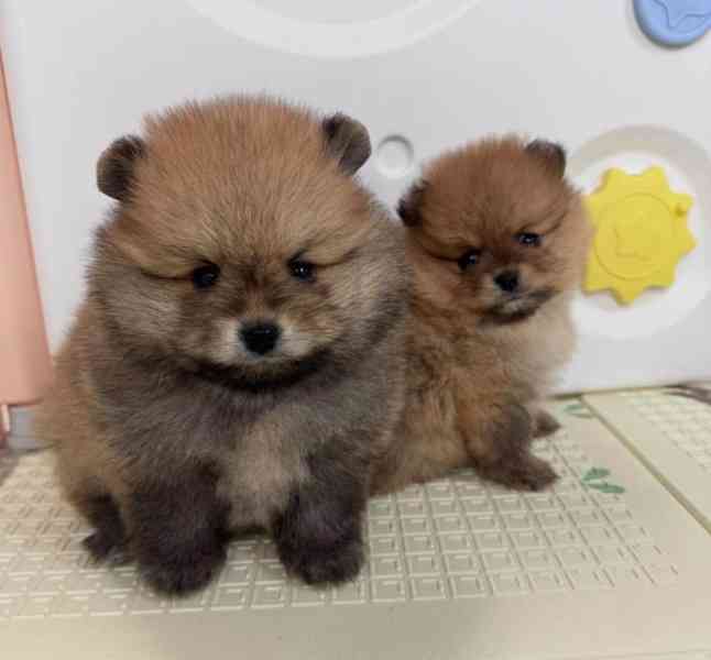 K dispozici Pomeranian - foto 3