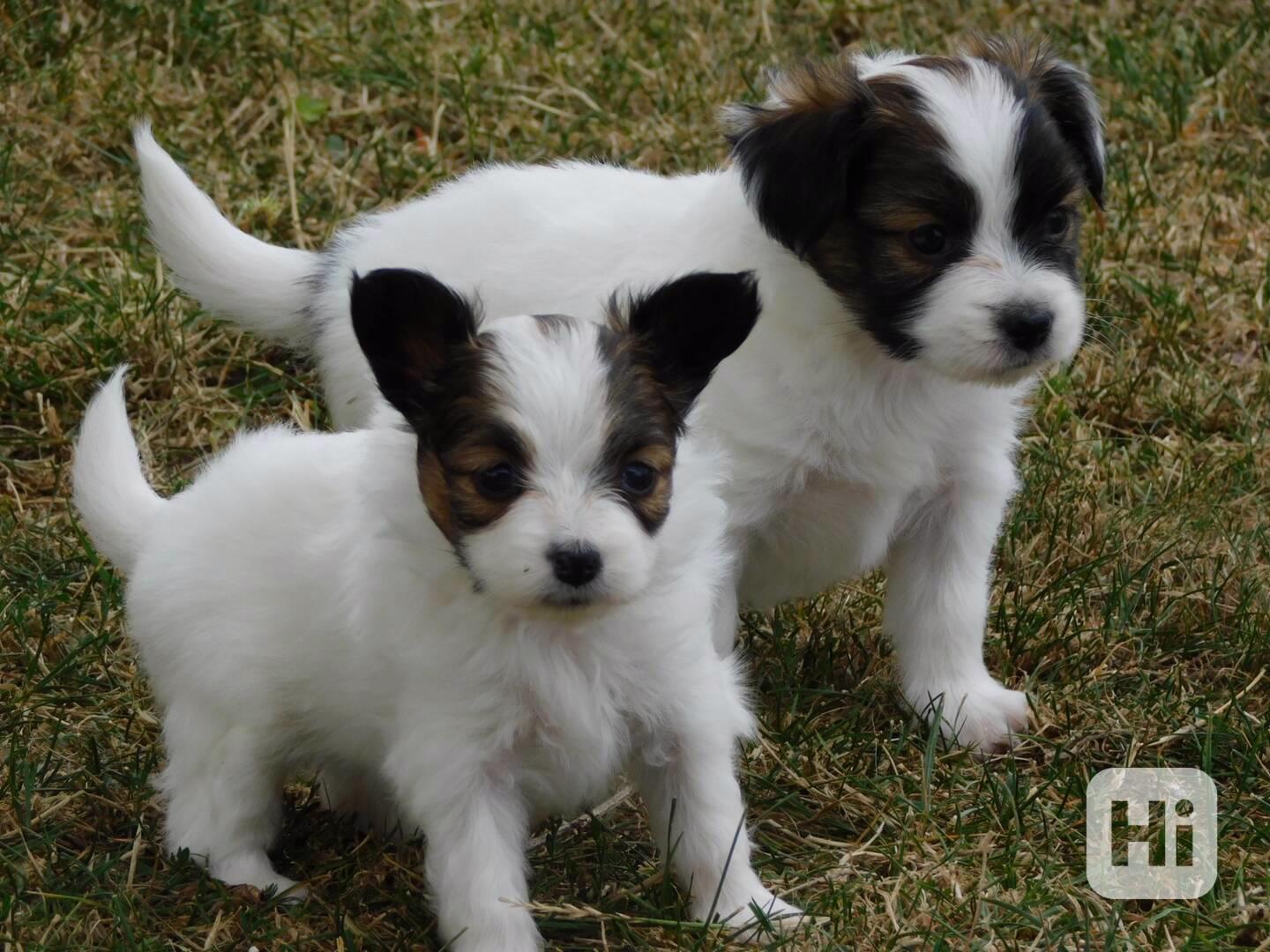 Štěňata papillonů k adopci - foto 1