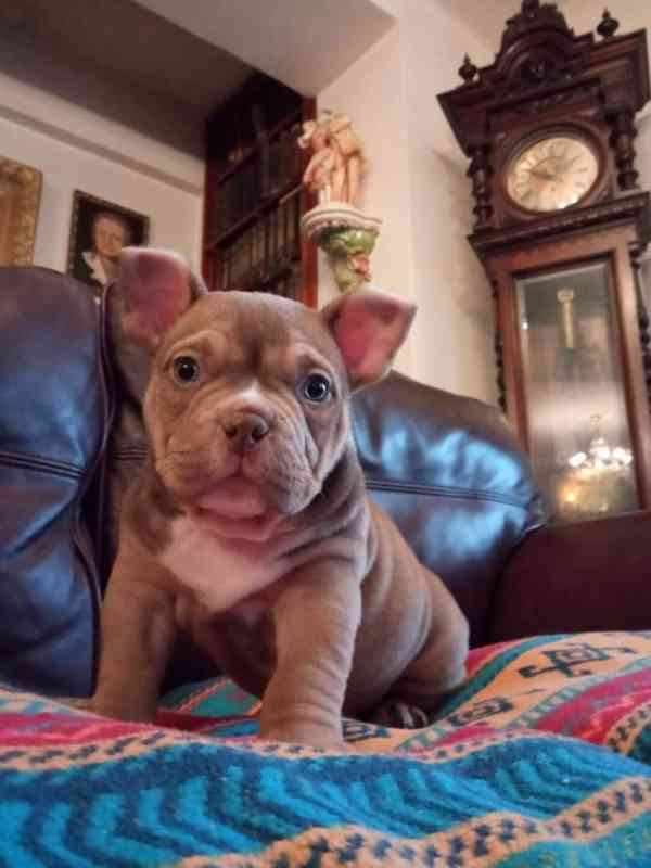 American Bully micro - foto 2