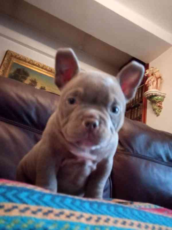 American Bully micro - foto 1