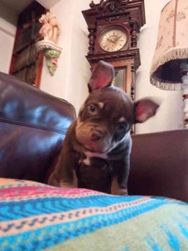 American Bully micro - foto 3