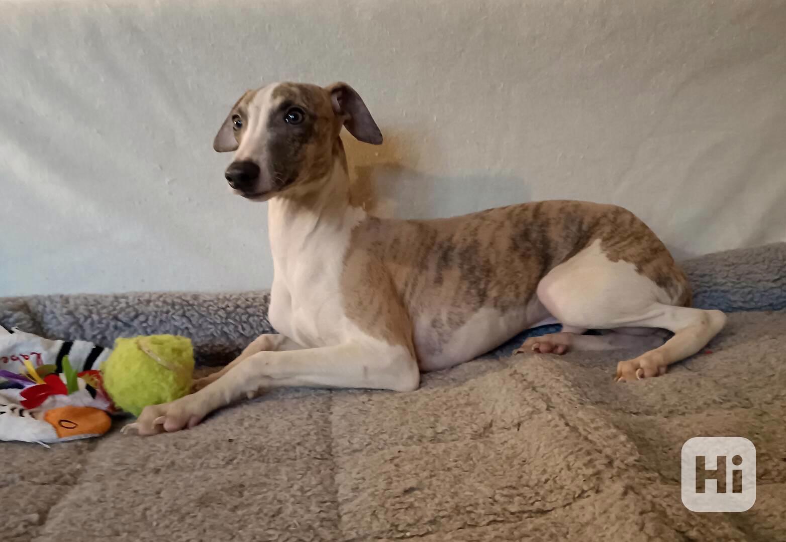 Vipet /Whippet/ - štěňátka s PP - foto 1