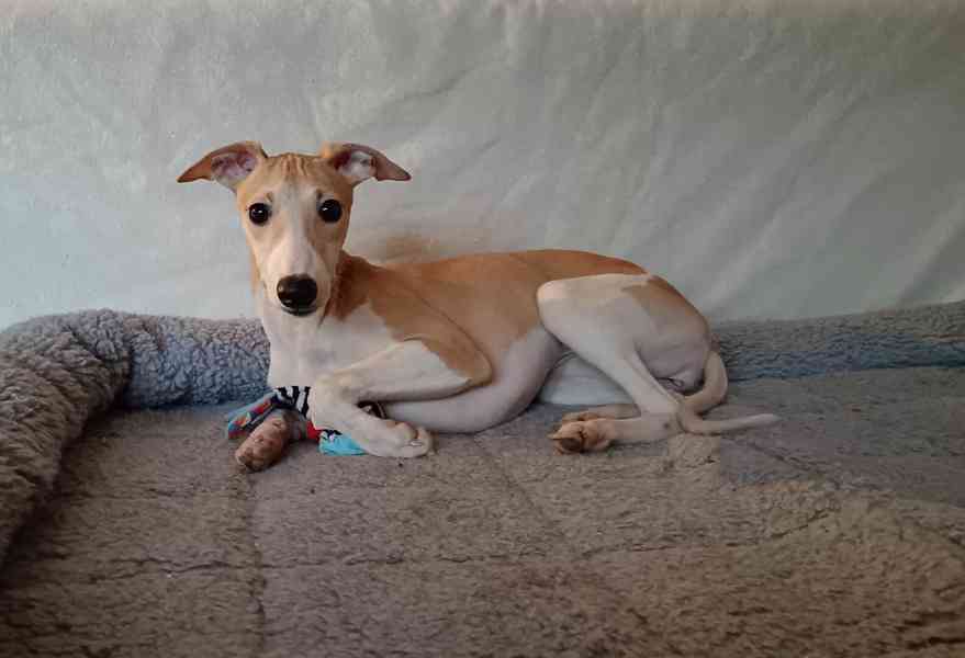Vipet /Whippet/ - štěňátka s PP - foto 2