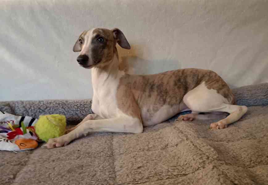 Vipet /Whippet/ - štěňátka s PP - foto 1