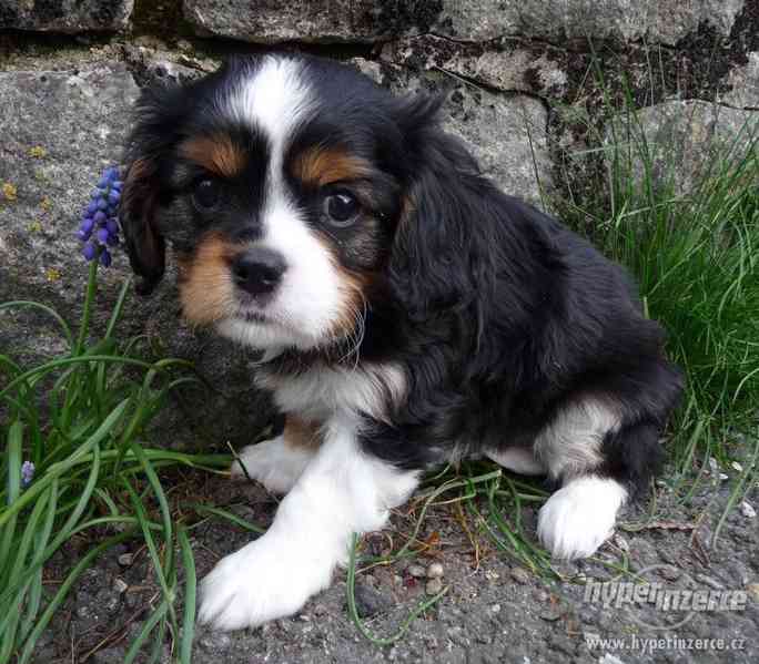 Kavalír King Charles Španiel bez PP - foto 1