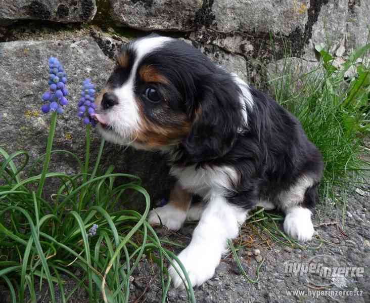 Kavalír King Charles Španiel bez PP - foto 2