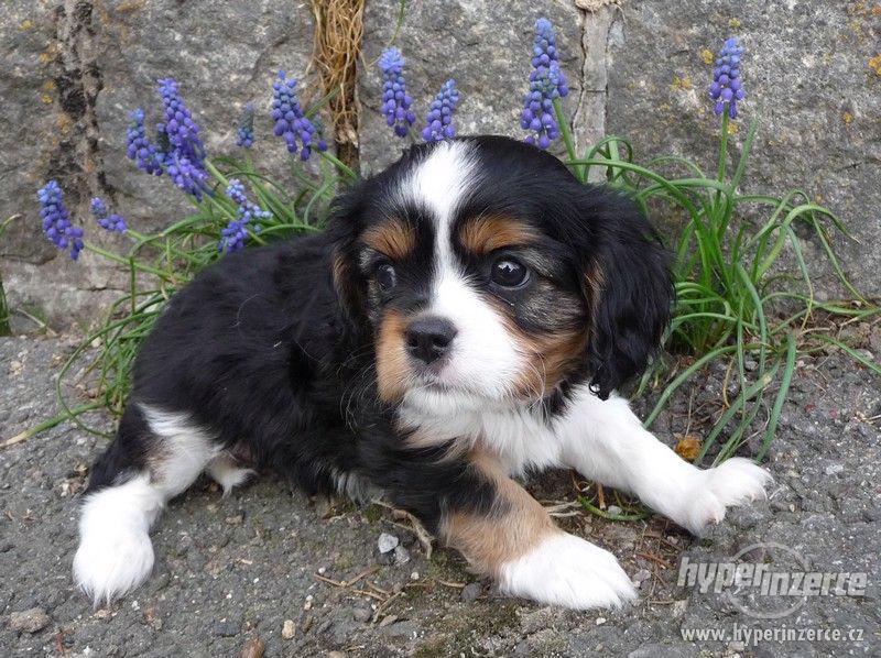 Kavalír King Charles Španiel bez PP - foto 3