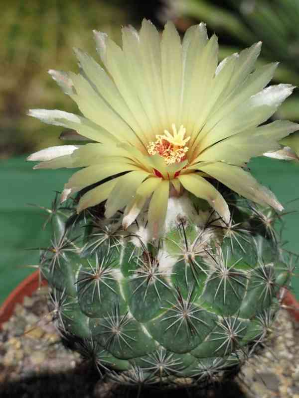 kaktus Coryphantha palmeri - foto 1