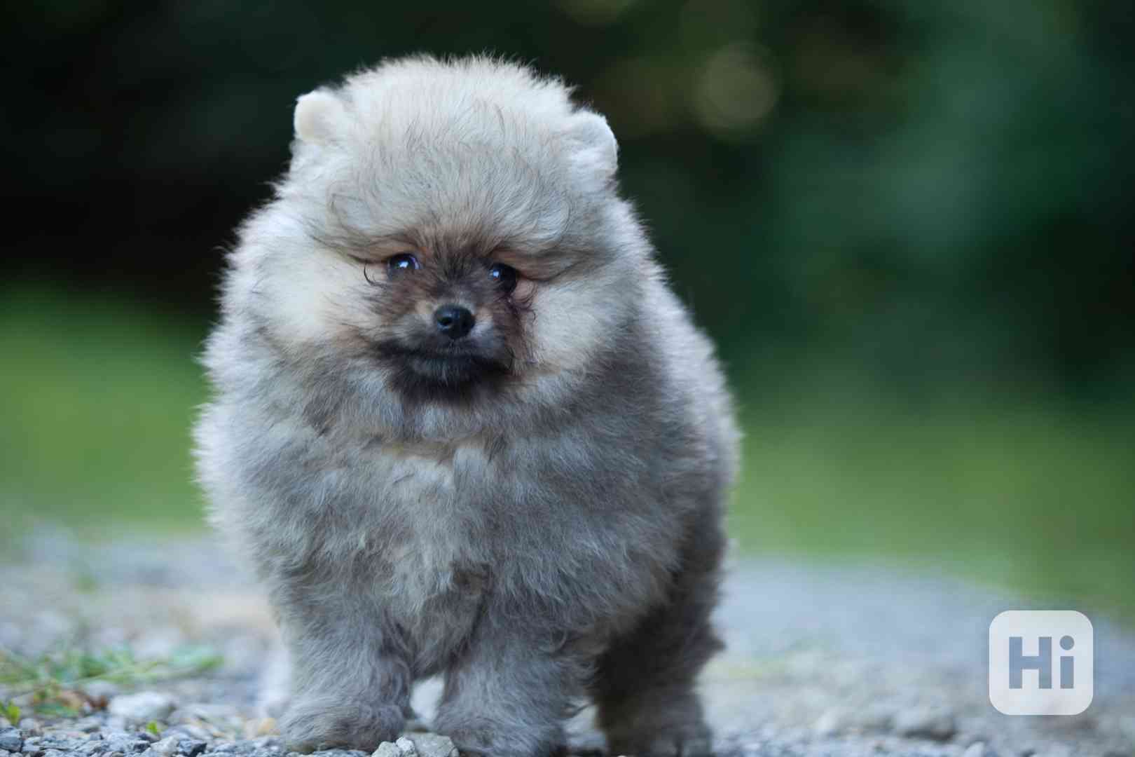 Pomerian s PP - foto 1