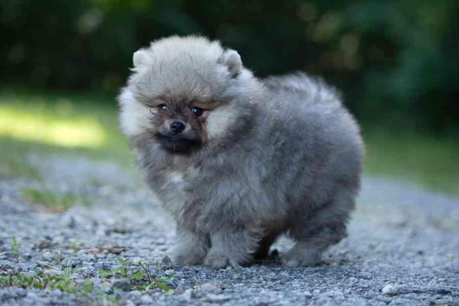 Pomerian s PP - foto 3