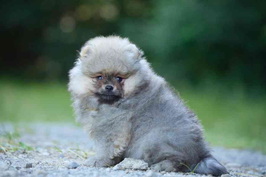 Pomerian s PP - foto 2