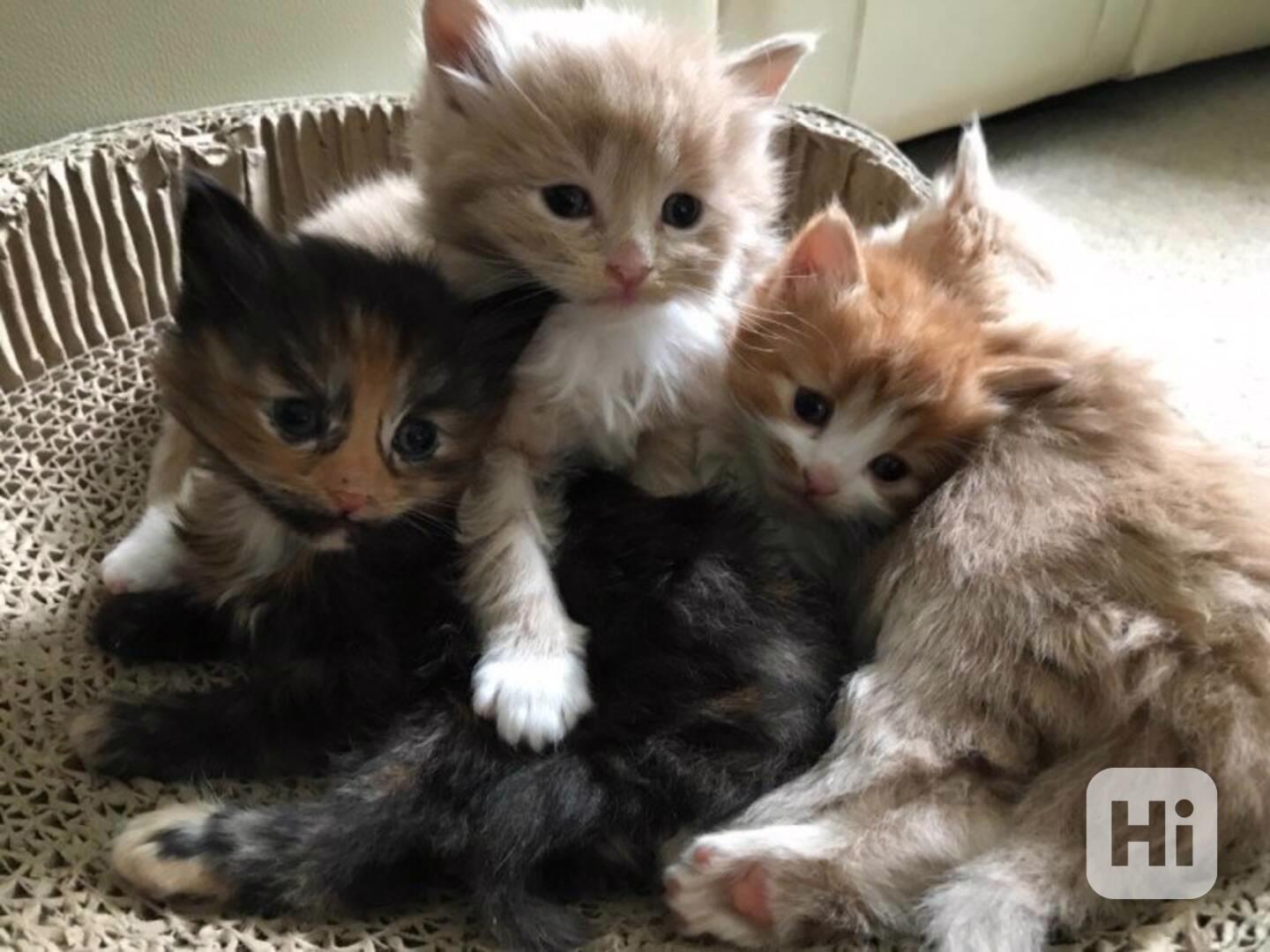 Zůstaly nám 2 nadýchané holčičky a jeden pejsek. - foto 1