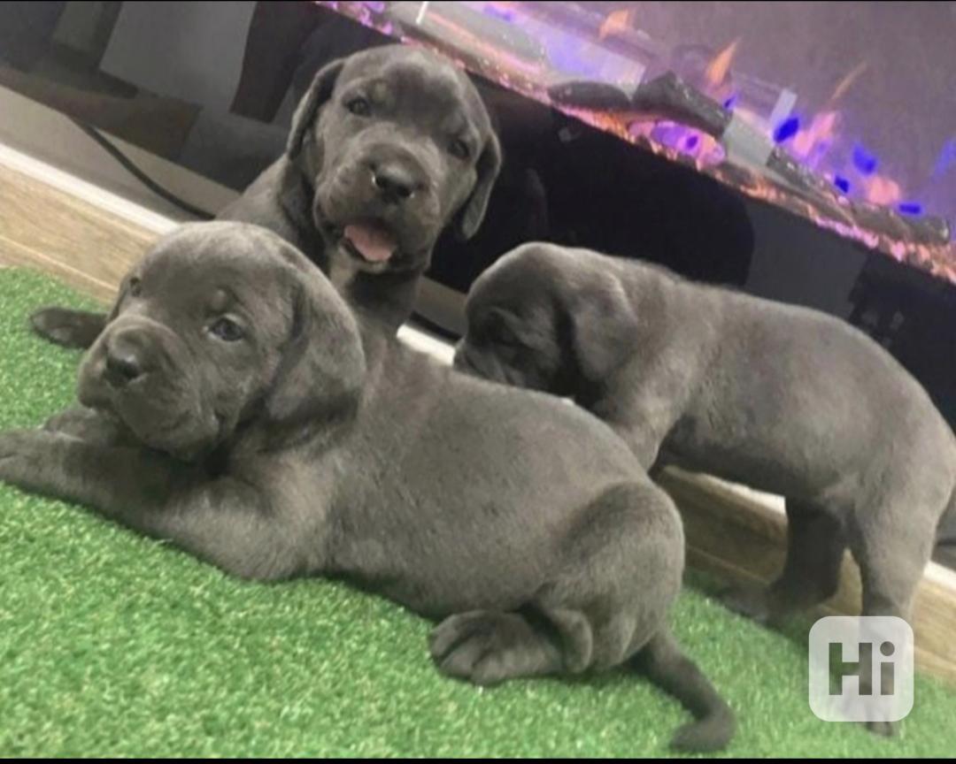 Štěňata Cane Canso hledají domov. - foto 1