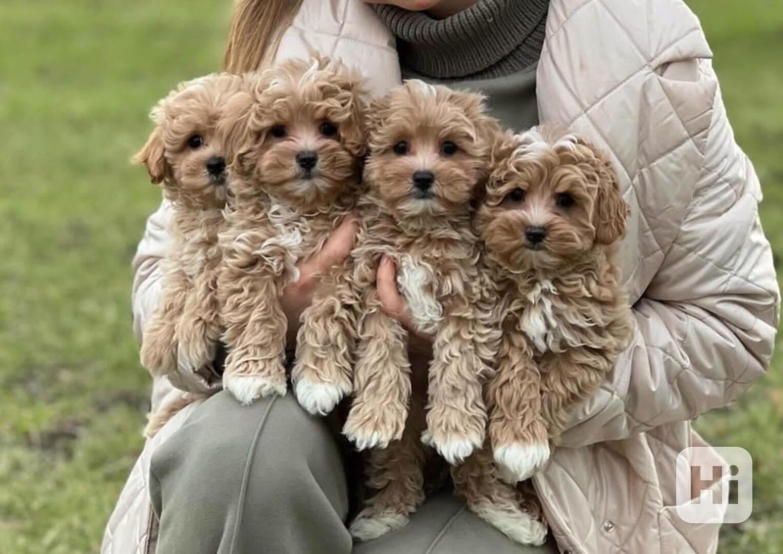 Krásná štěňata maltipoo - foto 1