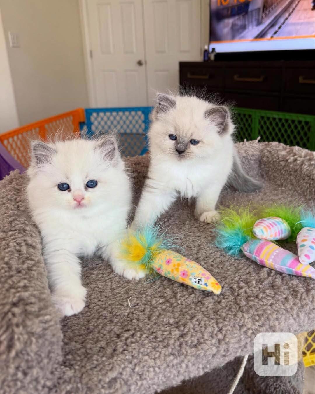 Nádherná koťátka plemene Ragdoll hledají trvalé rodiny - foto 1