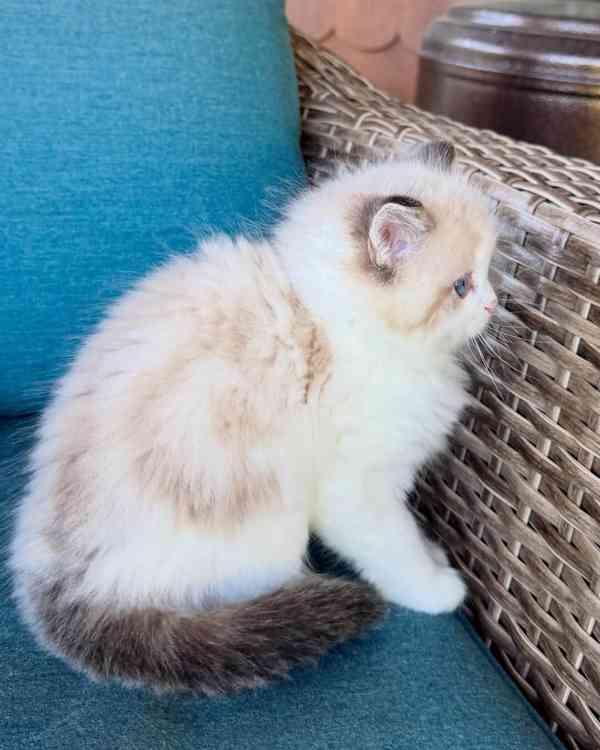 Nádherná koťátka plemene Ragdoll hledají trvalé rodiny - foto 2