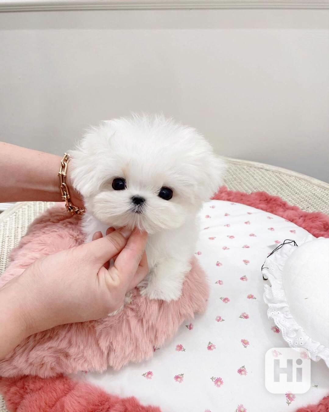 Zdravá štěňátka maltézáka a fenky k adopci zdarma   - foto 1