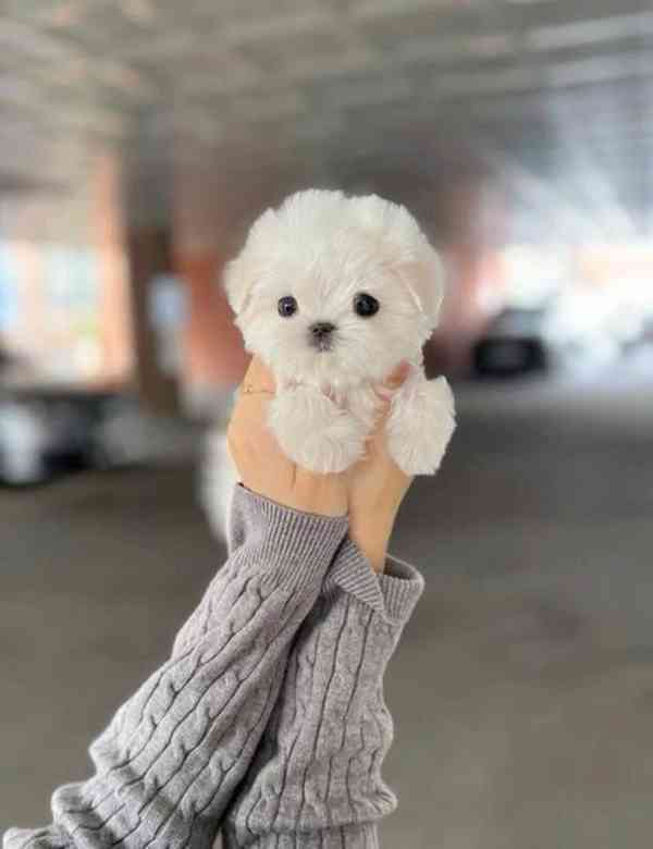 Zdravá štěňátka maltézáka a fenky k adopci zdarma   - foto 3