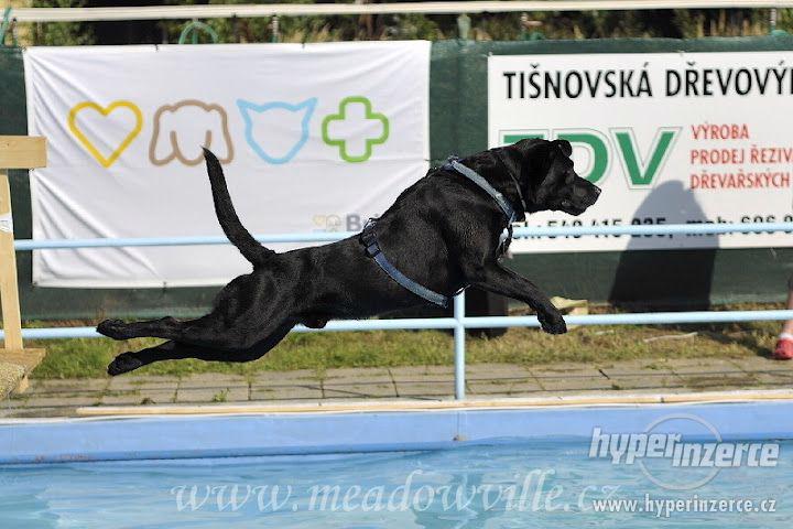 Černý Labrador - foto 1