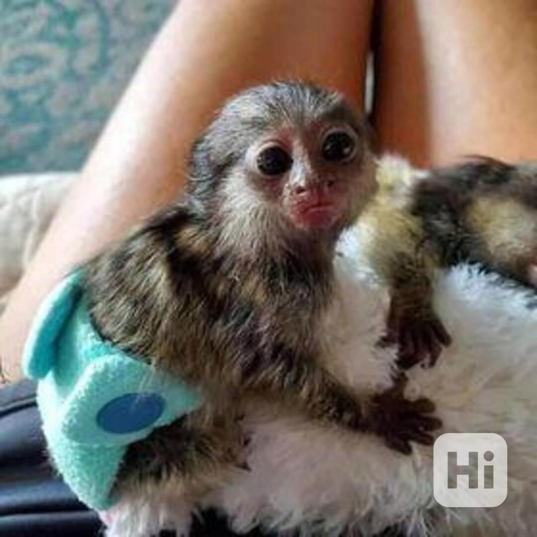 Roztomilé mládě kosmana - foto 1