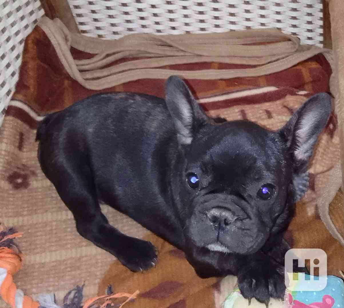 Štěně  - foto 1