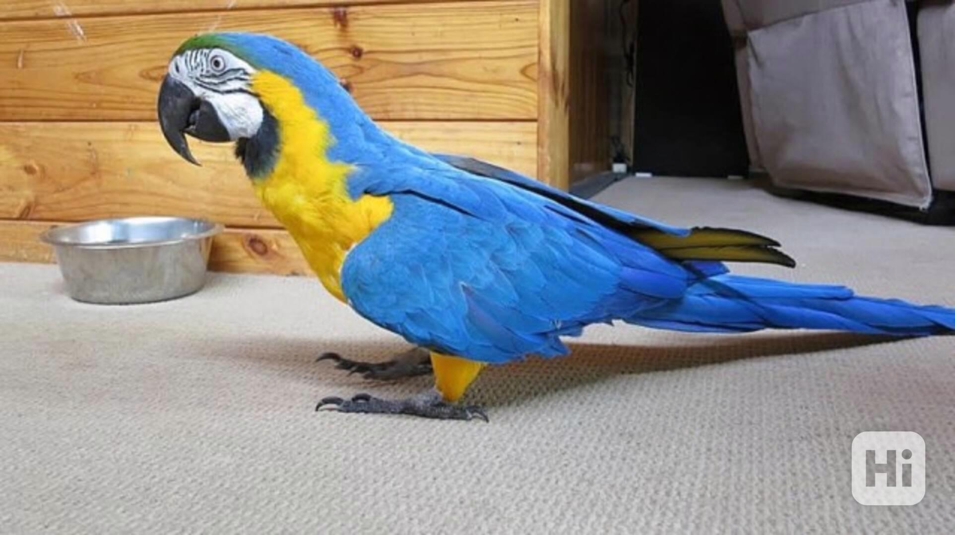 10 měsíců modrozlatý Ara papoušek s klecí. - foto 1