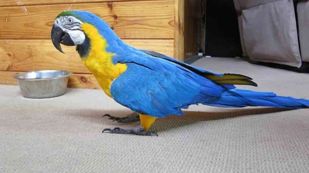 10 měsíců modrozlatý Ara papoušek s klecí.