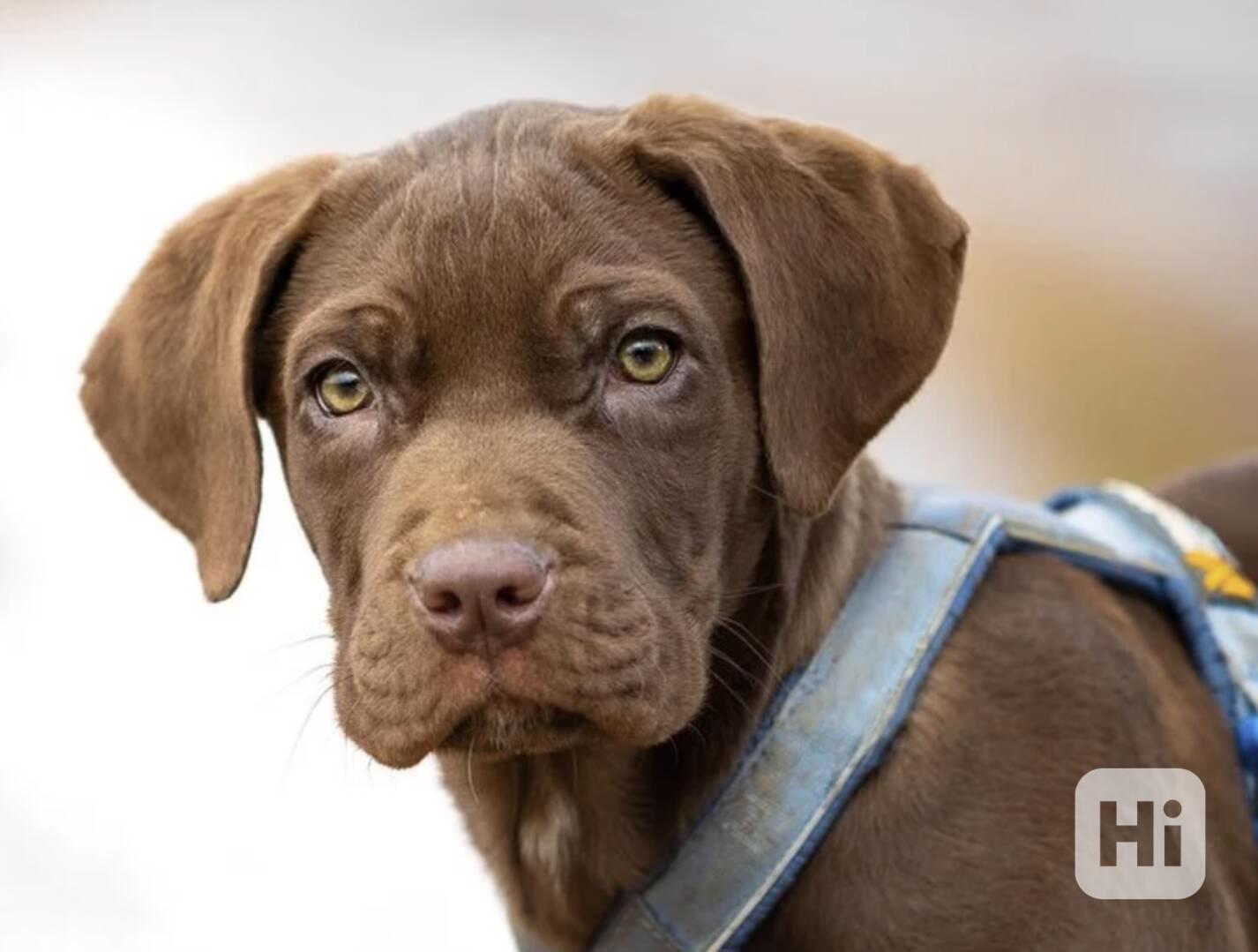 Kumba z útulku Voříškov - foto 1