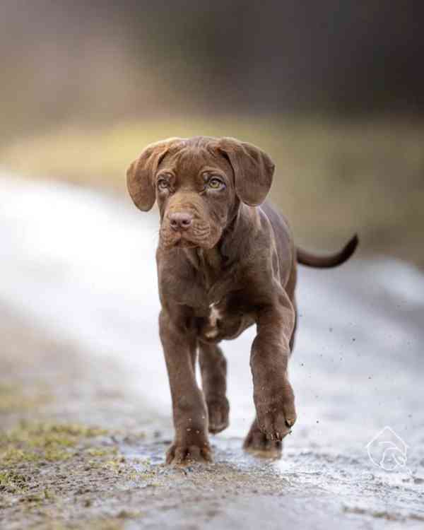 Kumba z útulku Voříškov - foto 2