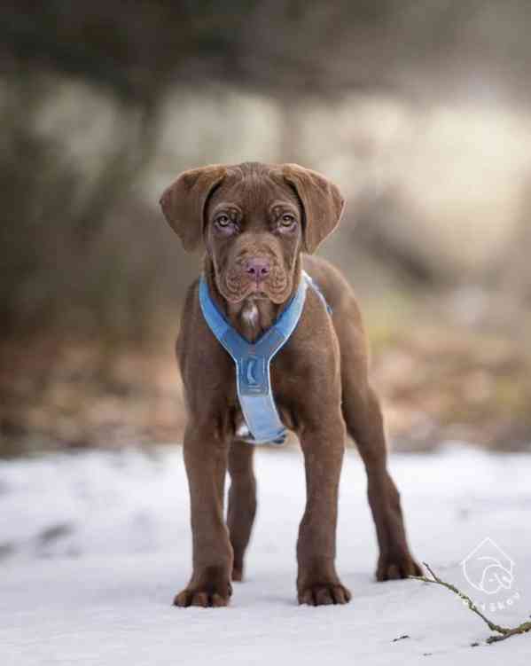 Kumba z útulku Voříškov - foto 4