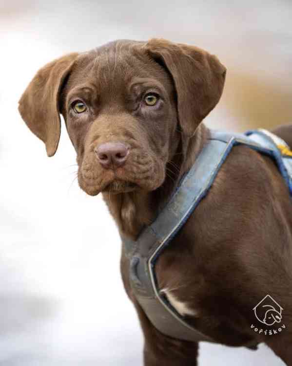 Kumba z útulku Voříškov - foto 3