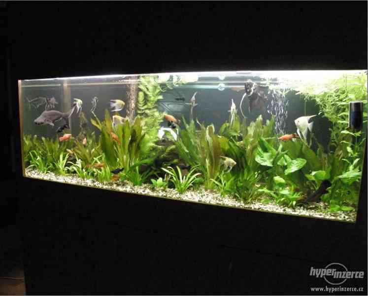 LUXUSNÍ A VELMI VKUSNÉ AKVÁRIUM - 702 LITRŮ - foto 3