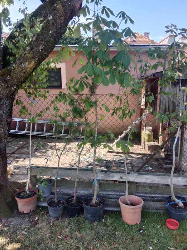Fíkovník  - foto 3