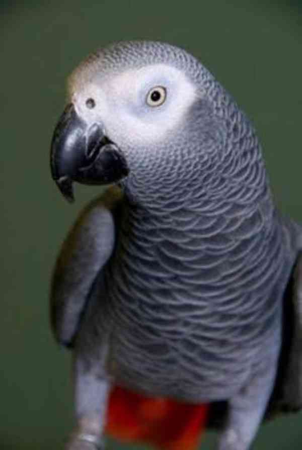 šedé papoušky na prodej - foto 2