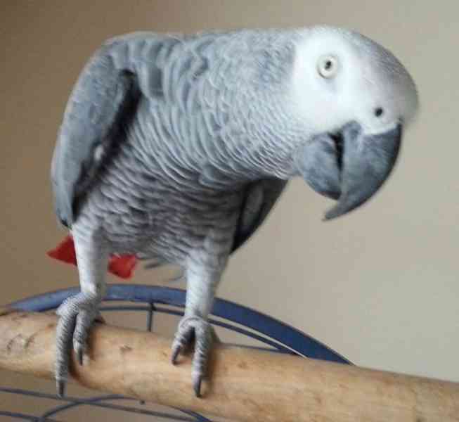 šedé papoušky na prodej - foto 3