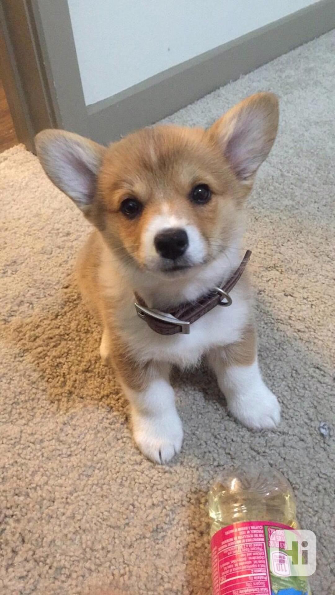  Dárek štěně welsh corgi k adopci zdarma - foto 1