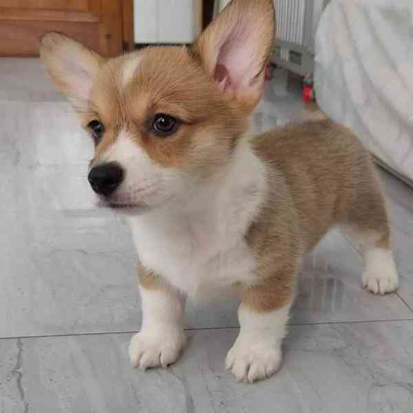  Dárek štěně welsh corgi k adopci zdarma - foto 2