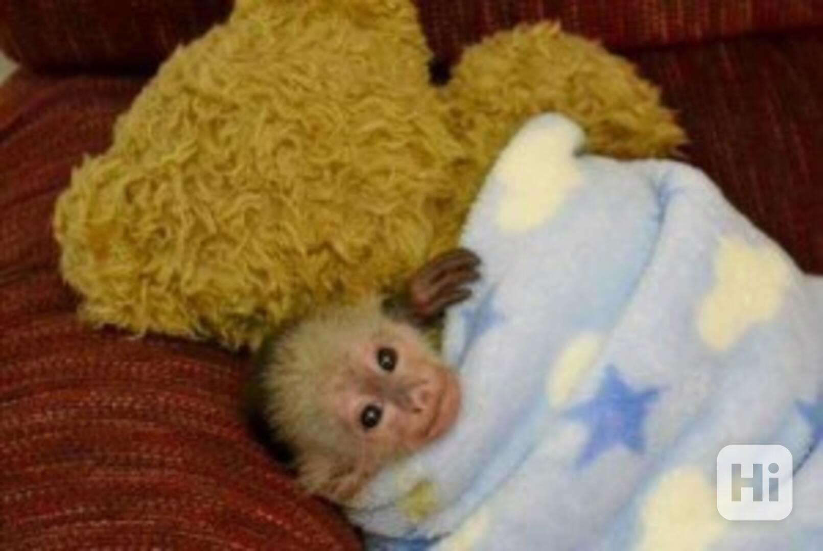 Nádherná krásná kapucínská opice k adopci Nyní máme dvě kapu - foto 1