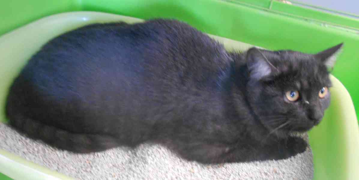 Černý až kouřový, 1roční Sam hledá domov. - foto 5