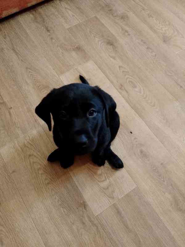 Štěňátka labradora  - foto 4